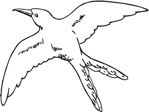 Swallow Tail Hummingbird Flying Coloring Page